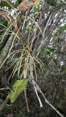 Dypsis