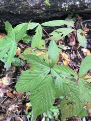 Rubus canadensis