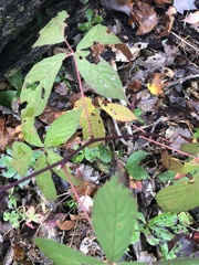 Rubus canadensis