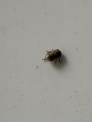 Clastoptera xanthocephala