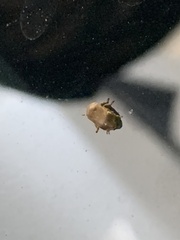 Clastoptera xanthocephala