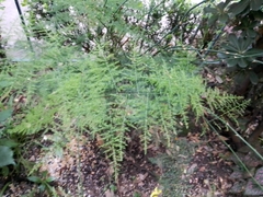 Asparagus setaceus