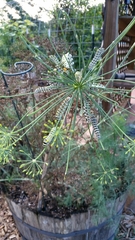 Papilio polyxenes asterius