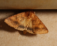 Helicoverpa assulta