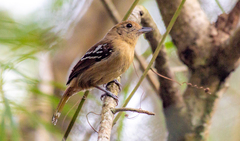 Thamnophilus ambiguus