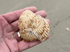 Dinocardium robustum