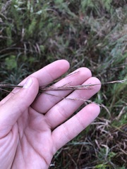 Schizachyrium stoloniferum