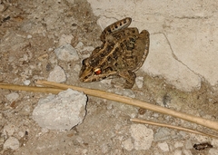 Leptodactylus macrosternum