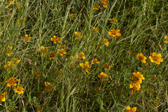 Sclerocarpus uniserialis