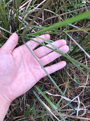 Schizachyrium stoloniferum