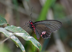 Parides sesostris
