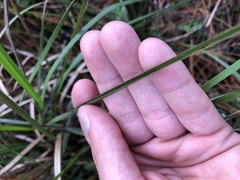 Schizachyrium stoloniferum