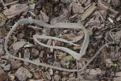 Masticophis schotti ruthveni