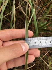 Schizachyrium stoloniferum