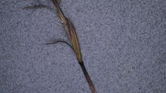 Schizachyrium stoloniferum