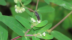 Euphorbia lasiocarpa