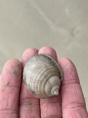 Semicassis granulata