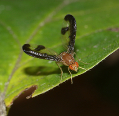 Toxonevra superba