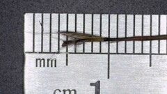 Schizachyrium stoloniferum