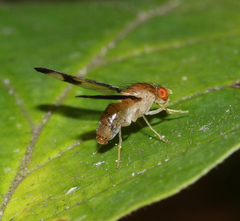 Toxonevra superba