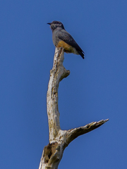 Chelidoptera tenebrosa