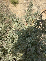 Rhamnus ilicifolia