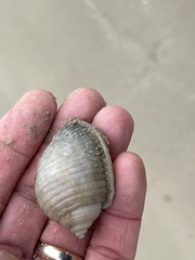 Semicassis granulata