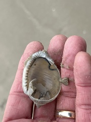 Semicassis granulata