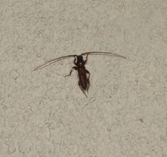 Geropa concolor