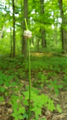 Allium vineale