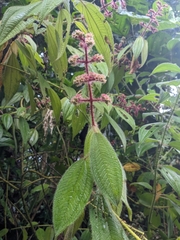 Miconia lacera