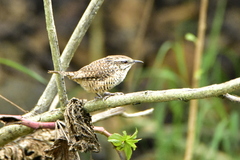 Campylorhynchus gularis