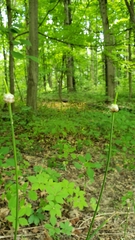 Allium vineale