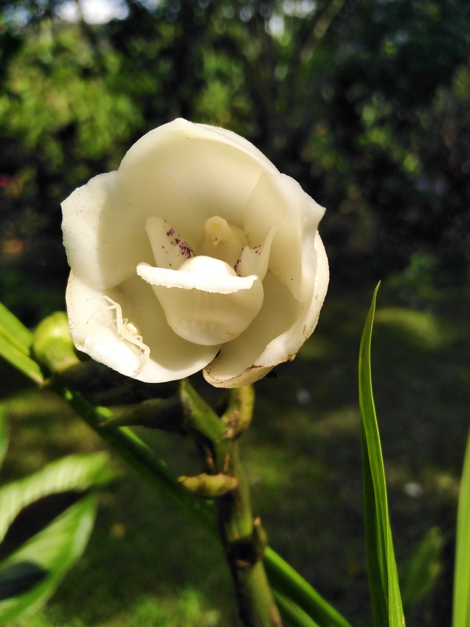 Imagem de Orquídea-pomba