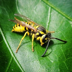 Vespula