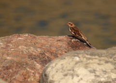 Plectrophenax nivalis