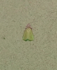 Marimatha nigrofimbria