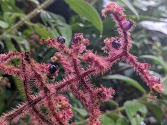 Miconia lacera