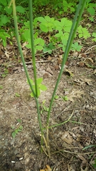 Allium vineale