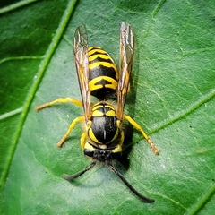 Vespula