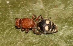 Dasymutilla quadriguttata