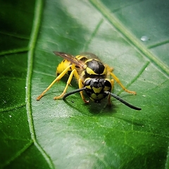 Vespula