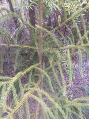 Dacrydium cupressinum