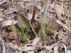 Stylidium diversifolium