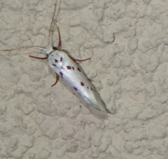 Enaemia basistriga