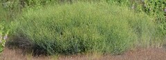 Rumex induratus