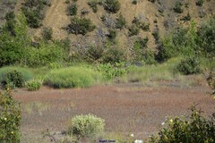 Rumex induratus