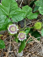 Passiflora vesicaria
