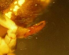 Arcuphantes arcuatulus