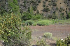 Rumex induratus